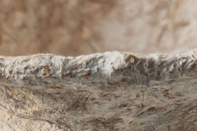 Instant-Mycelium-DIY-Kit