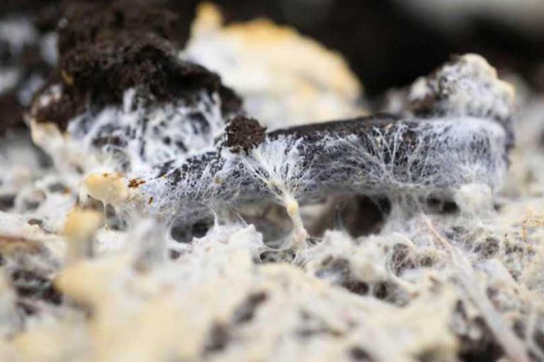 Bio-based materials