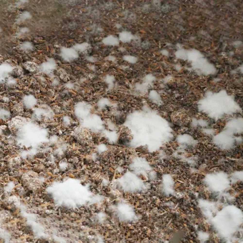 Mycelium Kit