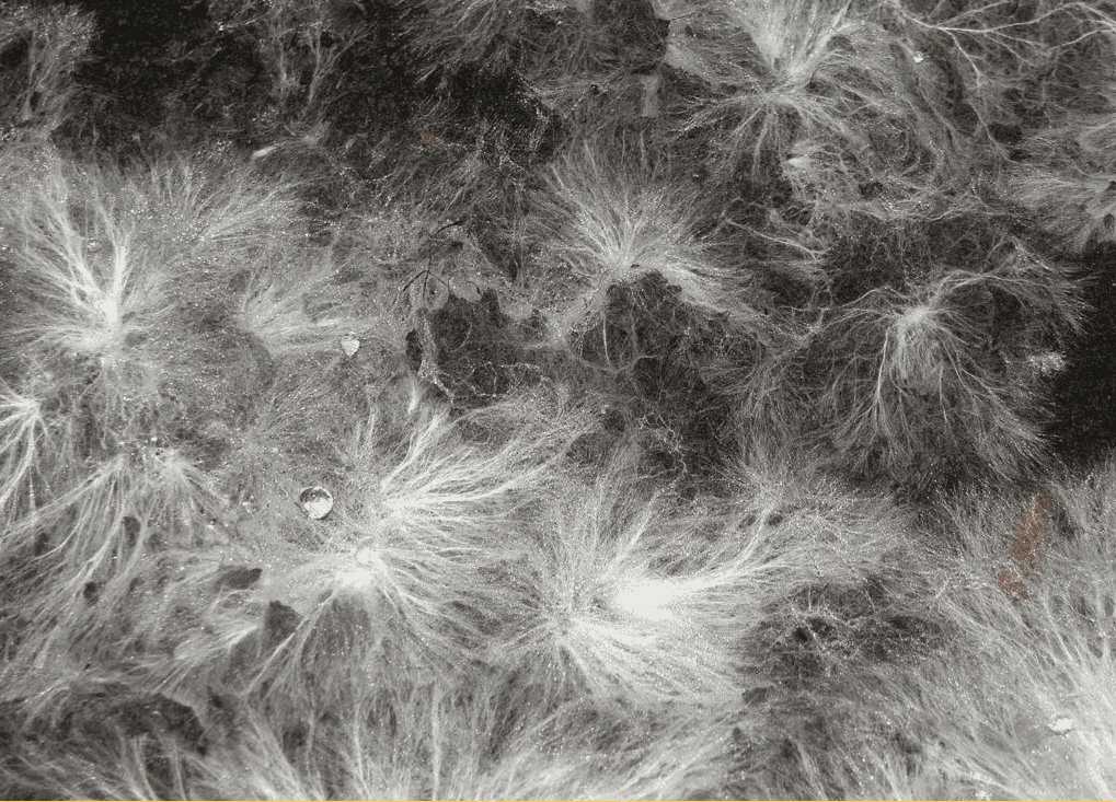 Mycelium composites