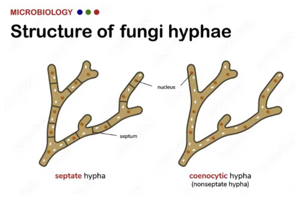 Mycelium foam