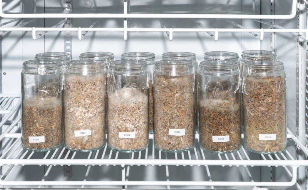 Mycelium material