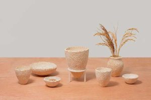 What is Mycelium