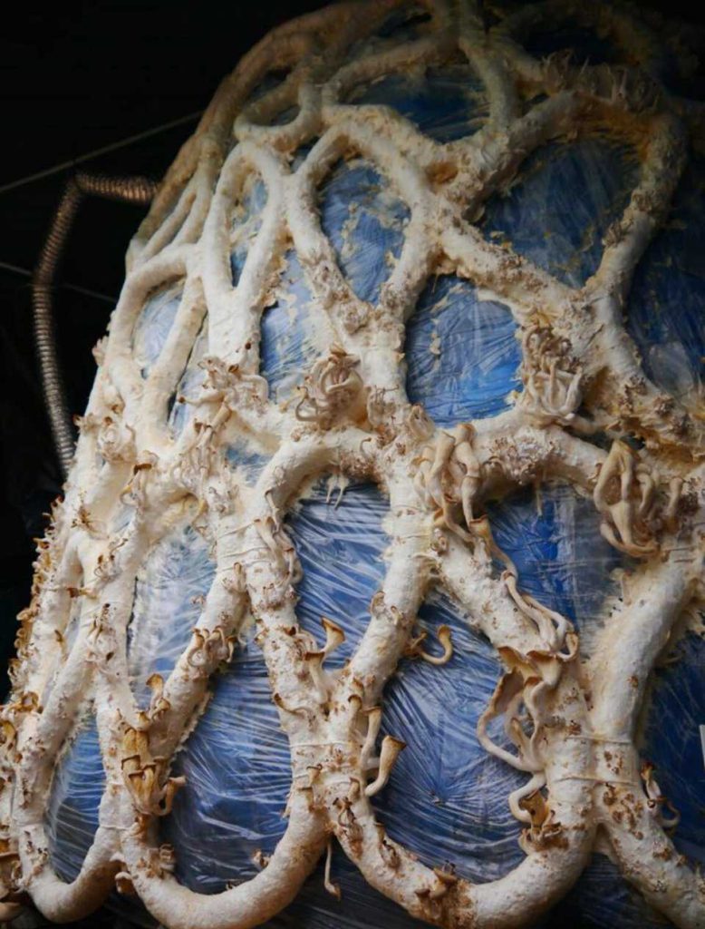 mycelium composites