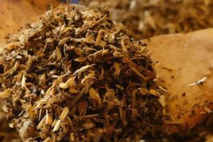 mycelium mushroom