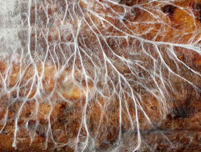 mycelium